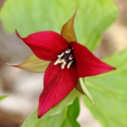 Red Trillium